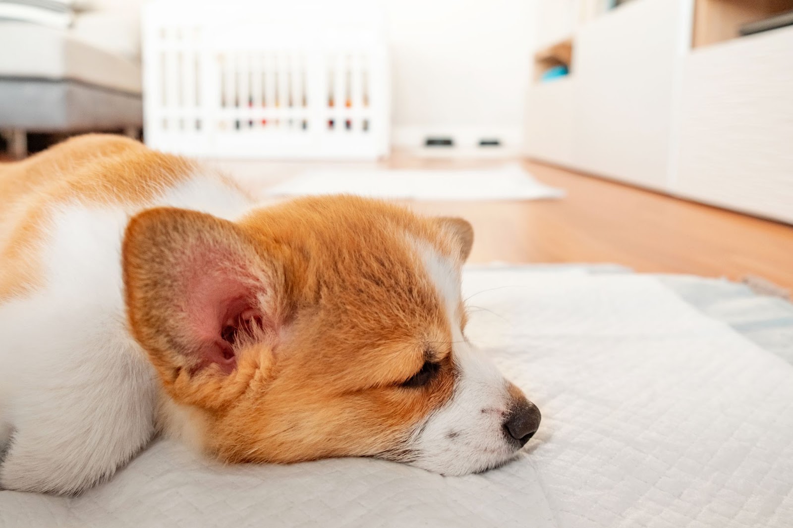 how to train a puppy that won't go potty during the night