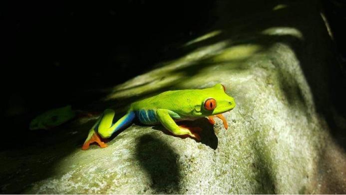 Red-eyed tree frog in Nicaragua