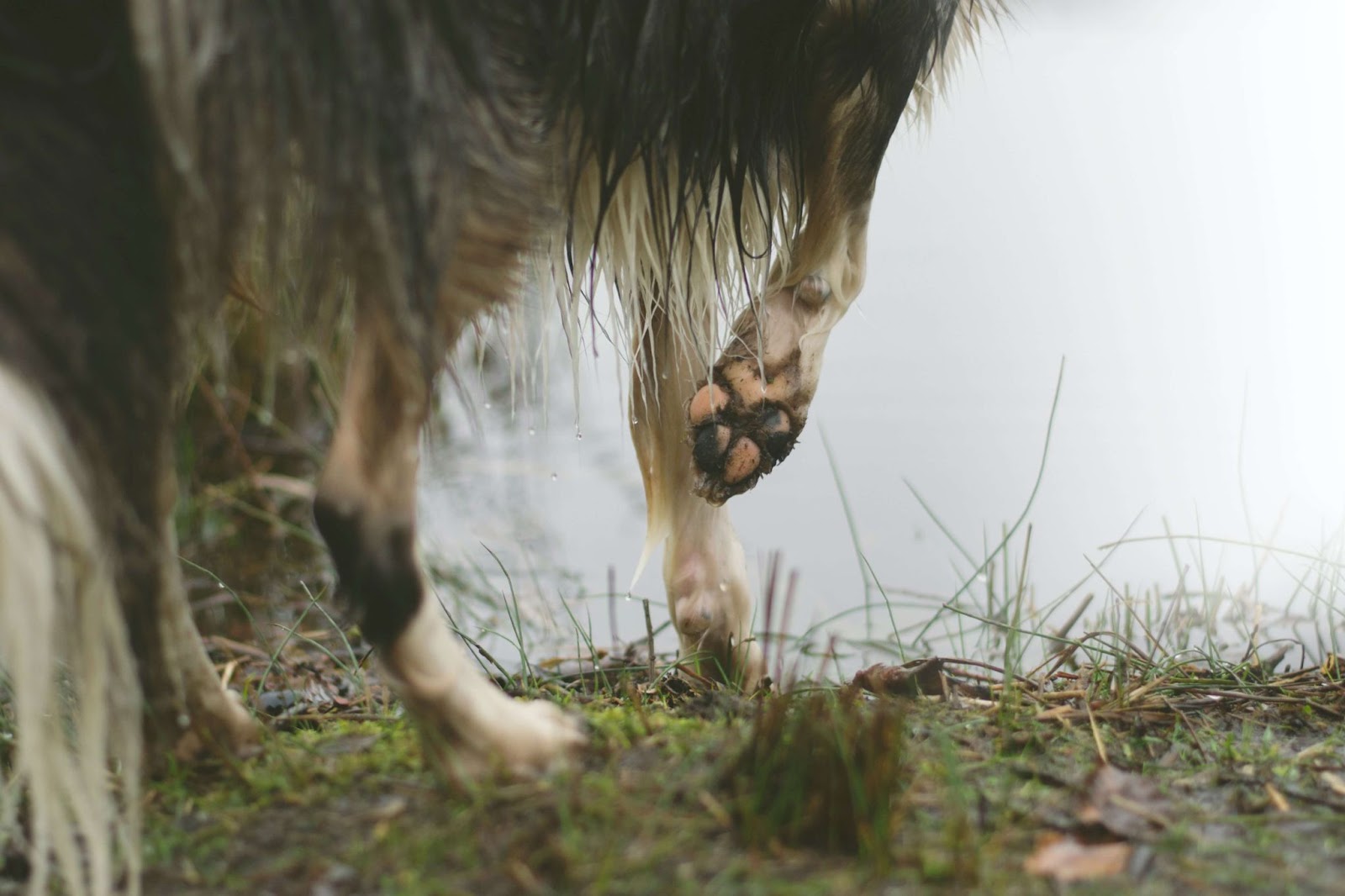 Why Do Dogs' Paws Turn Black?