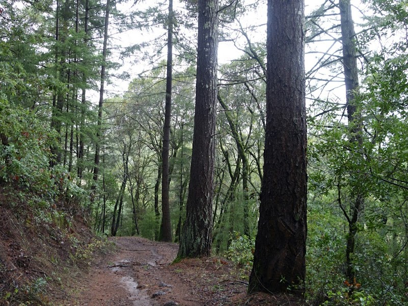 Douglas fir forest