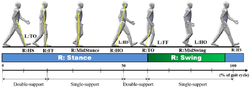 computational models of human walking
