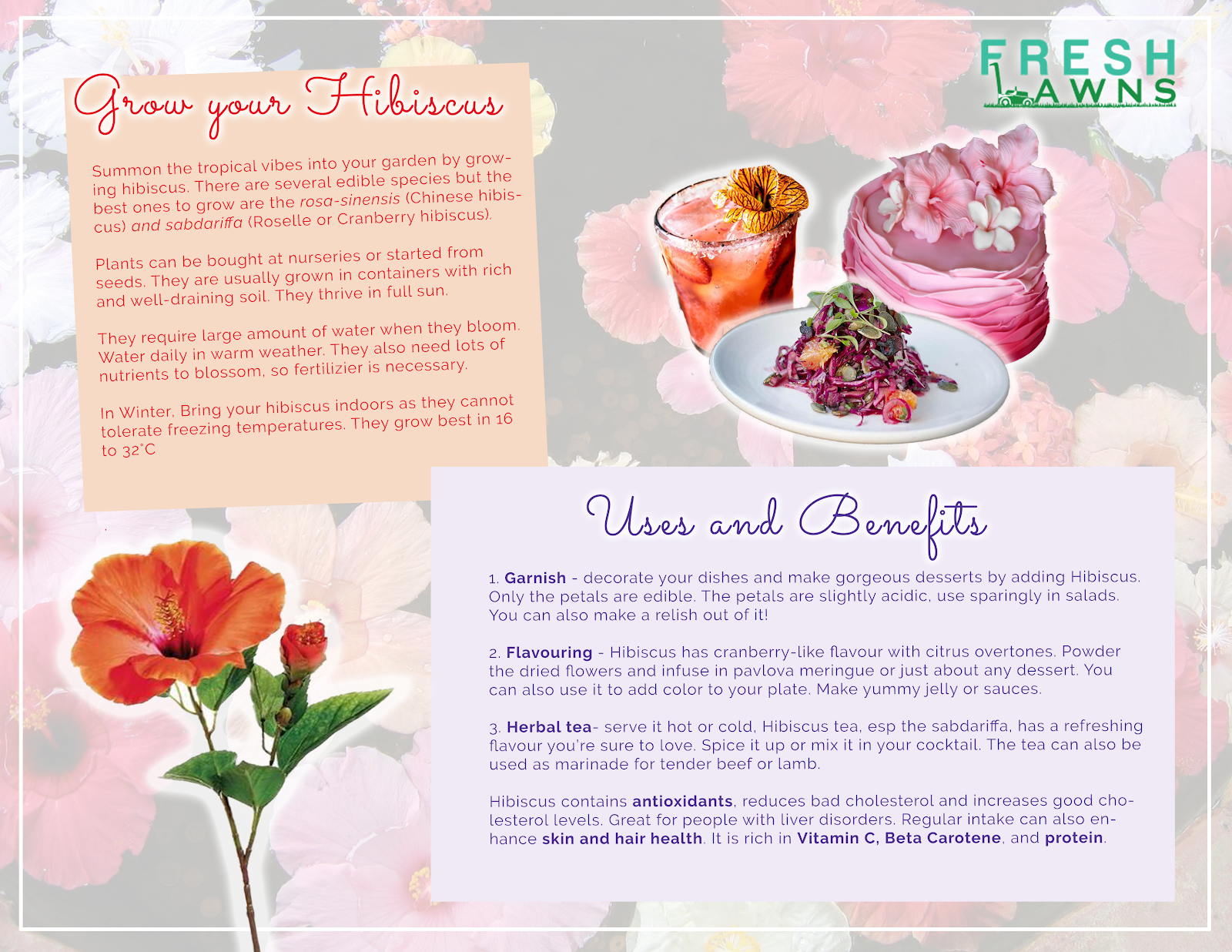 infographic for hibiscus edible flowers