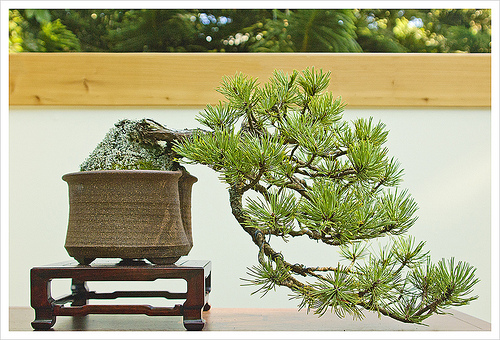 bonsai tree care 