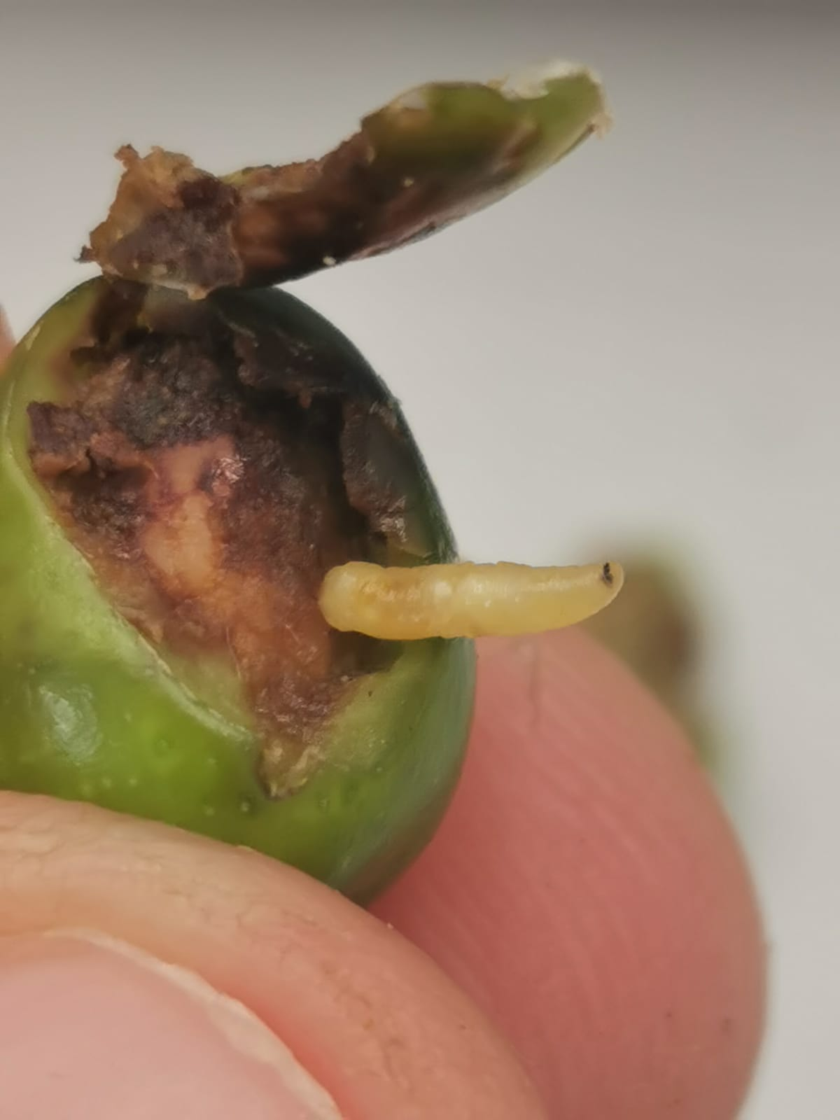Olive fly larva. ESAO Image Bank