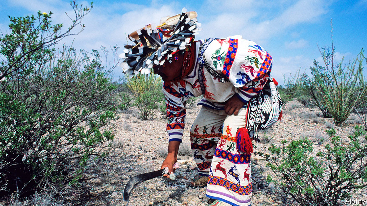 Foto colorida de um nativo colhendo mescalina no deserto