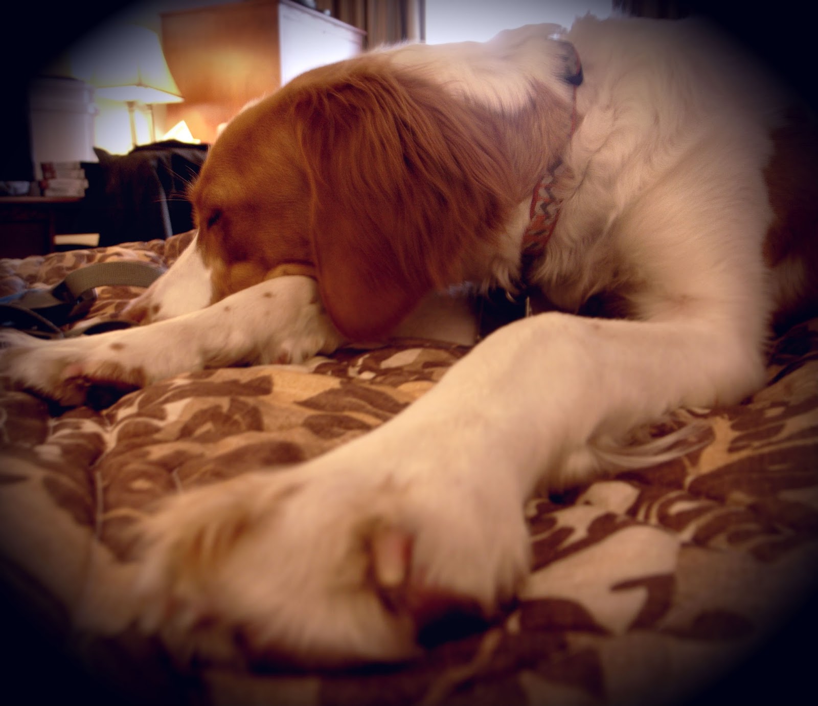 pippie_resting_afteralongday.jpg