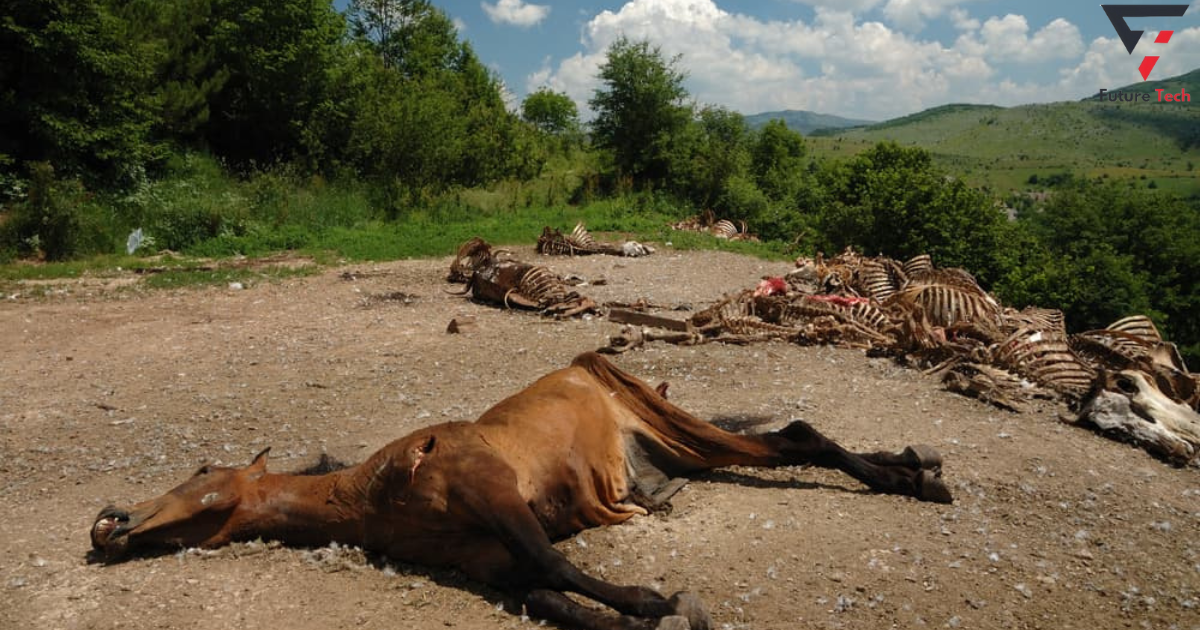 Dead Horses