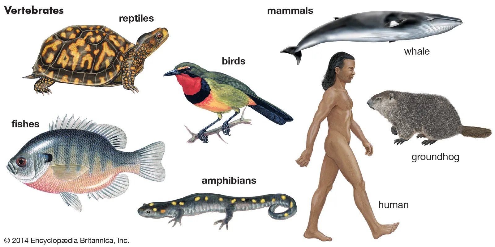 Classification of Fish