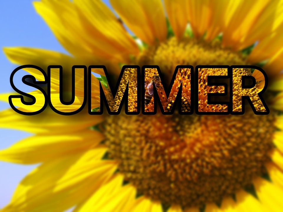 Free illustration: Summer, Sun Flower, Flower, Plant - Free Image ...