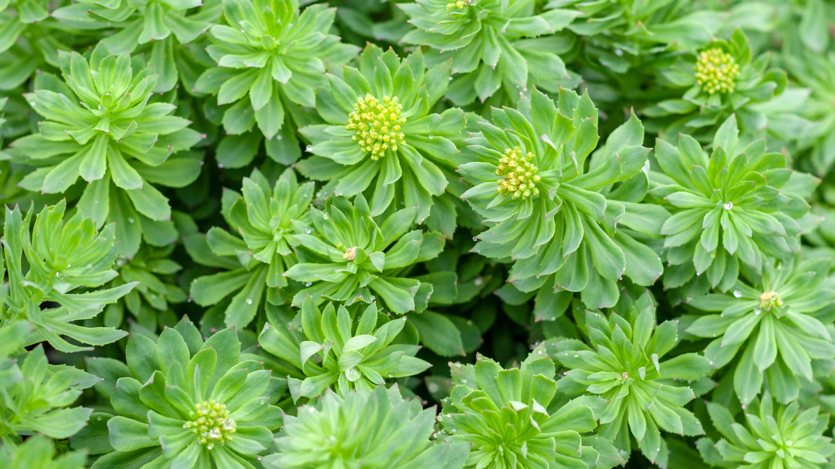 Rhodiola Rosea