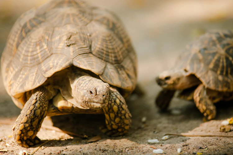 Tortoise Lighting: What Do They Need And Why? Blog