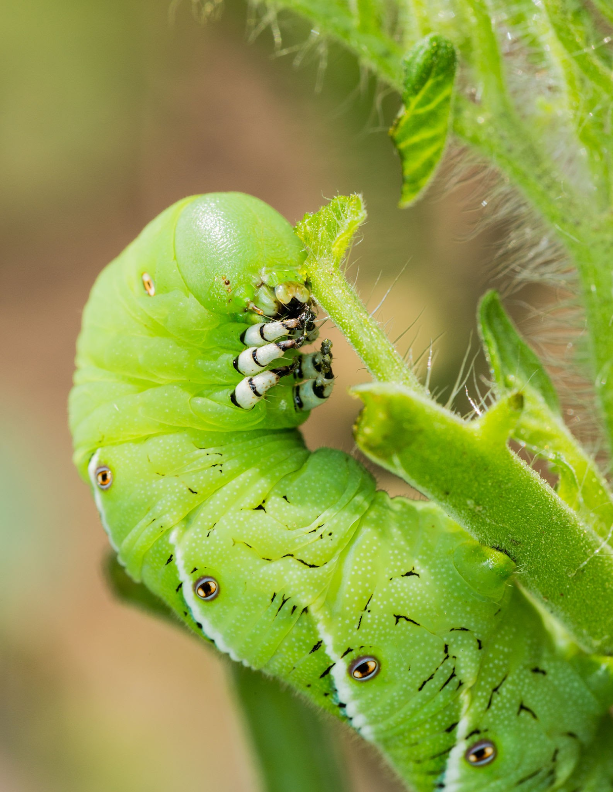 Tobacco Hornworm