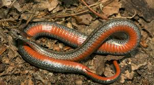 Red-Bellied Snake | South Carolina Public Radio
