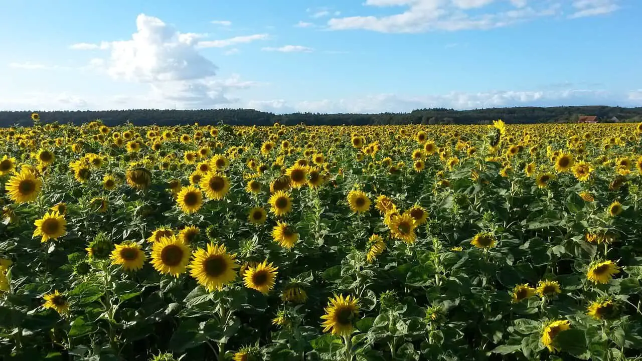 sunflower companion plants 