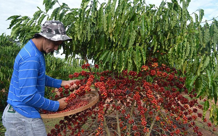 inteligência climática no café