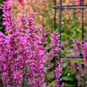 Meant to Bee™ 'Royal Raspberry' - Anise Hyssop - Agastache ...