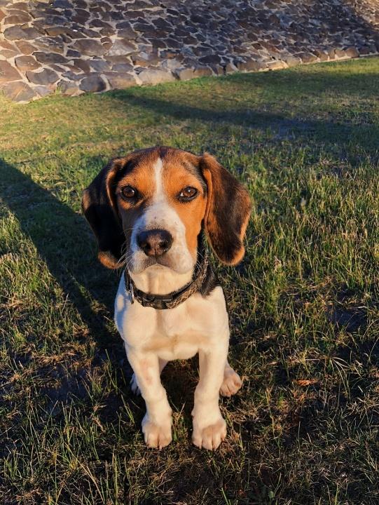 adult white and tan beagle on field