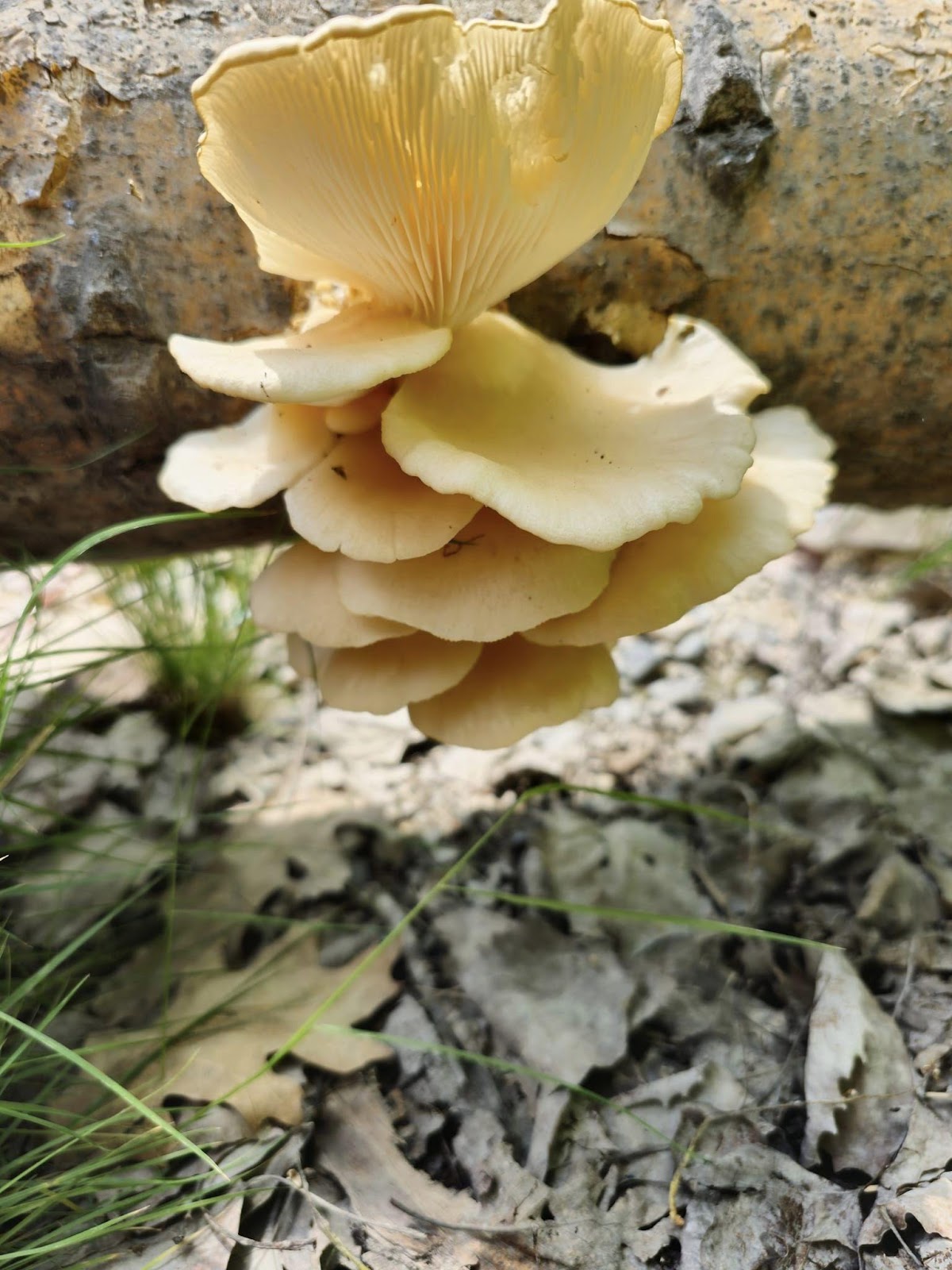 May be a closeup of mushroom