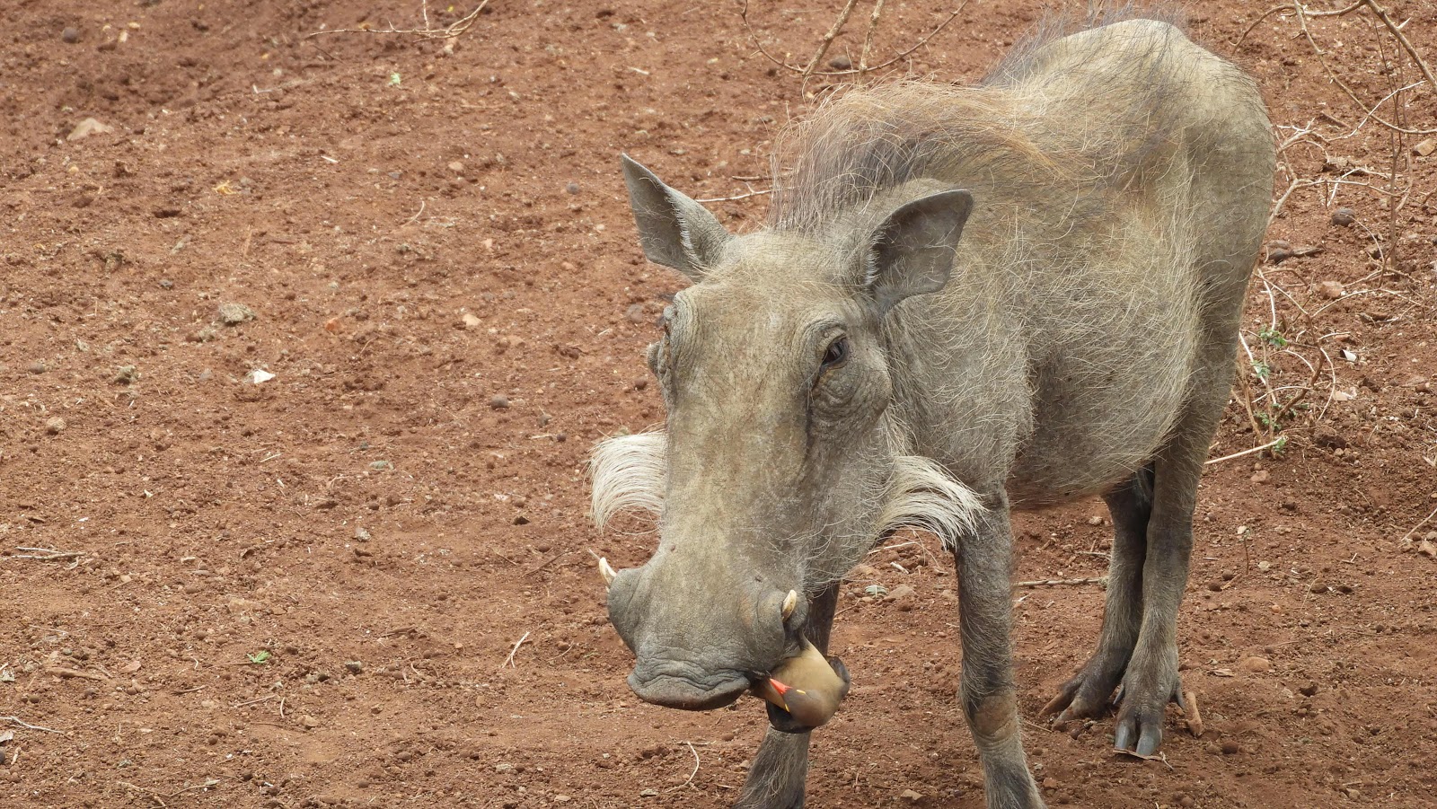 Warthog with redbeaked oxpicker Hlane