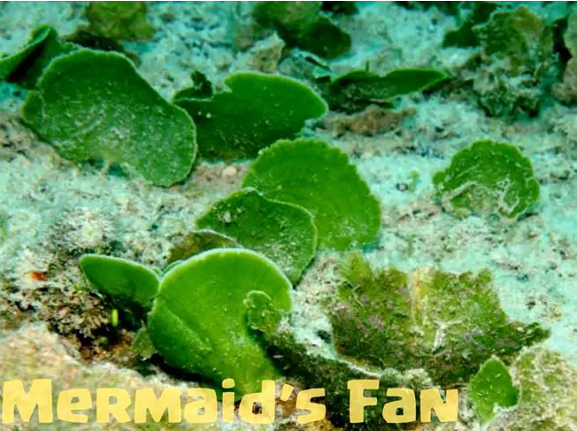Mermaid's Fan - salt water plant aquarium