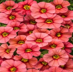 Image result for calibrachoa coralina
