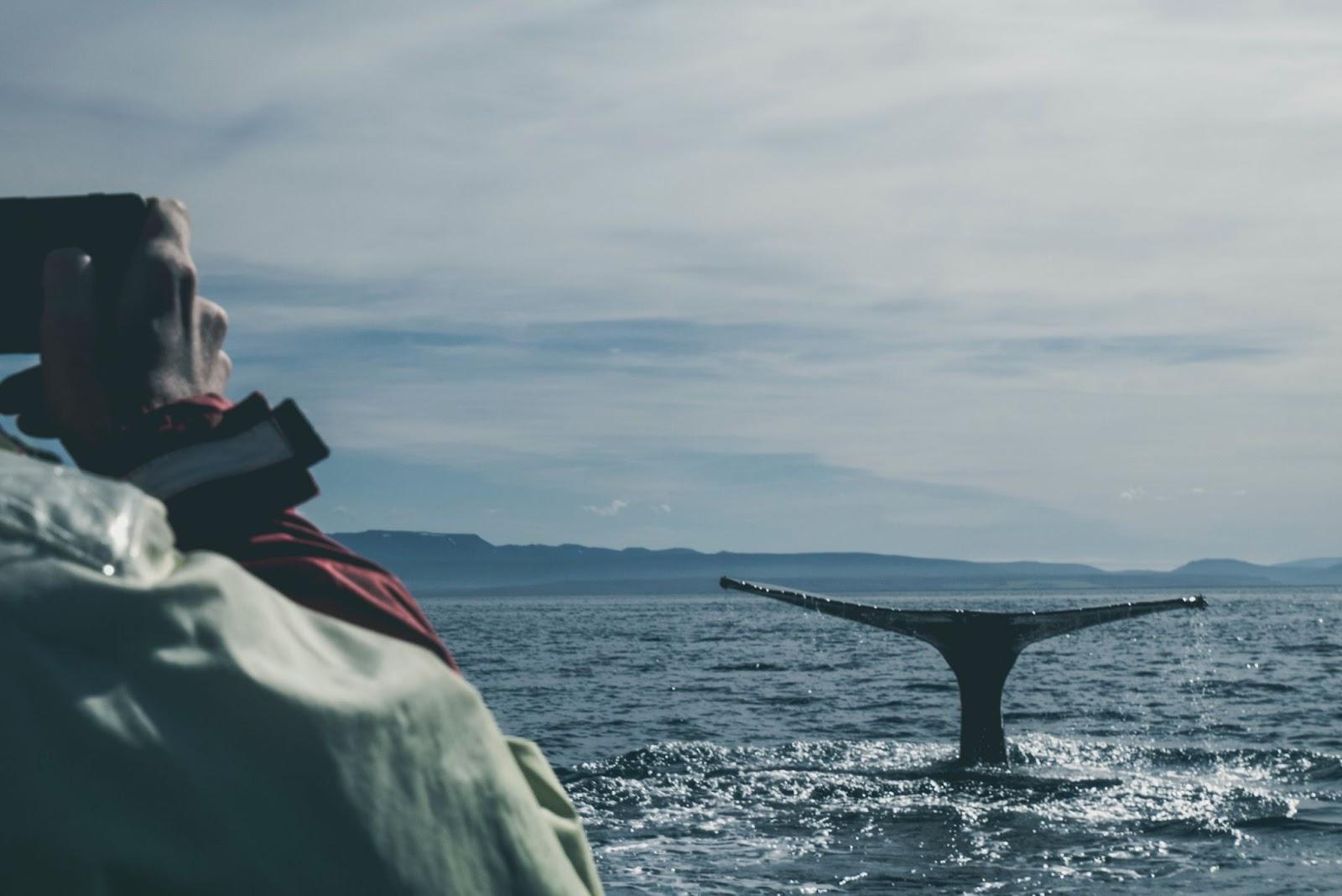 A person taking a picture of a Whale's tail at sea