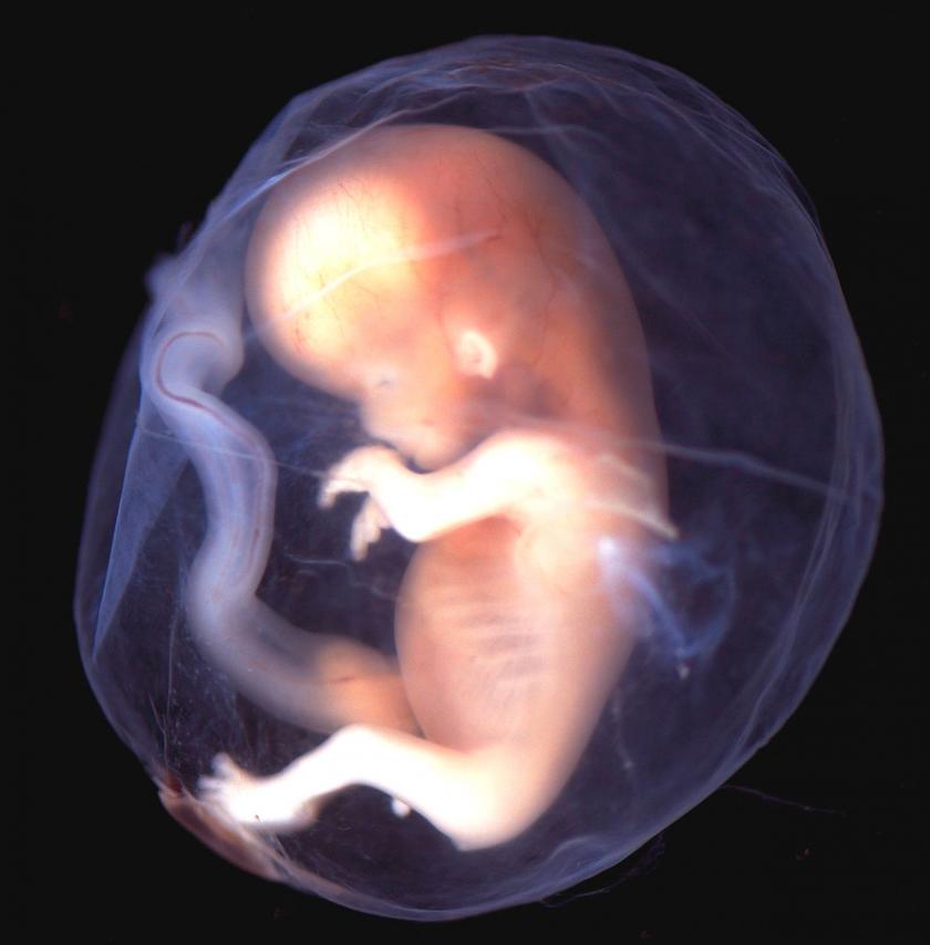 Image result for embryo