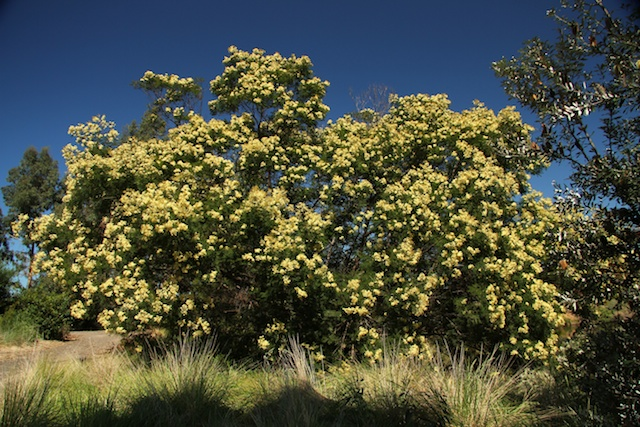 Is black wattle a good firewood