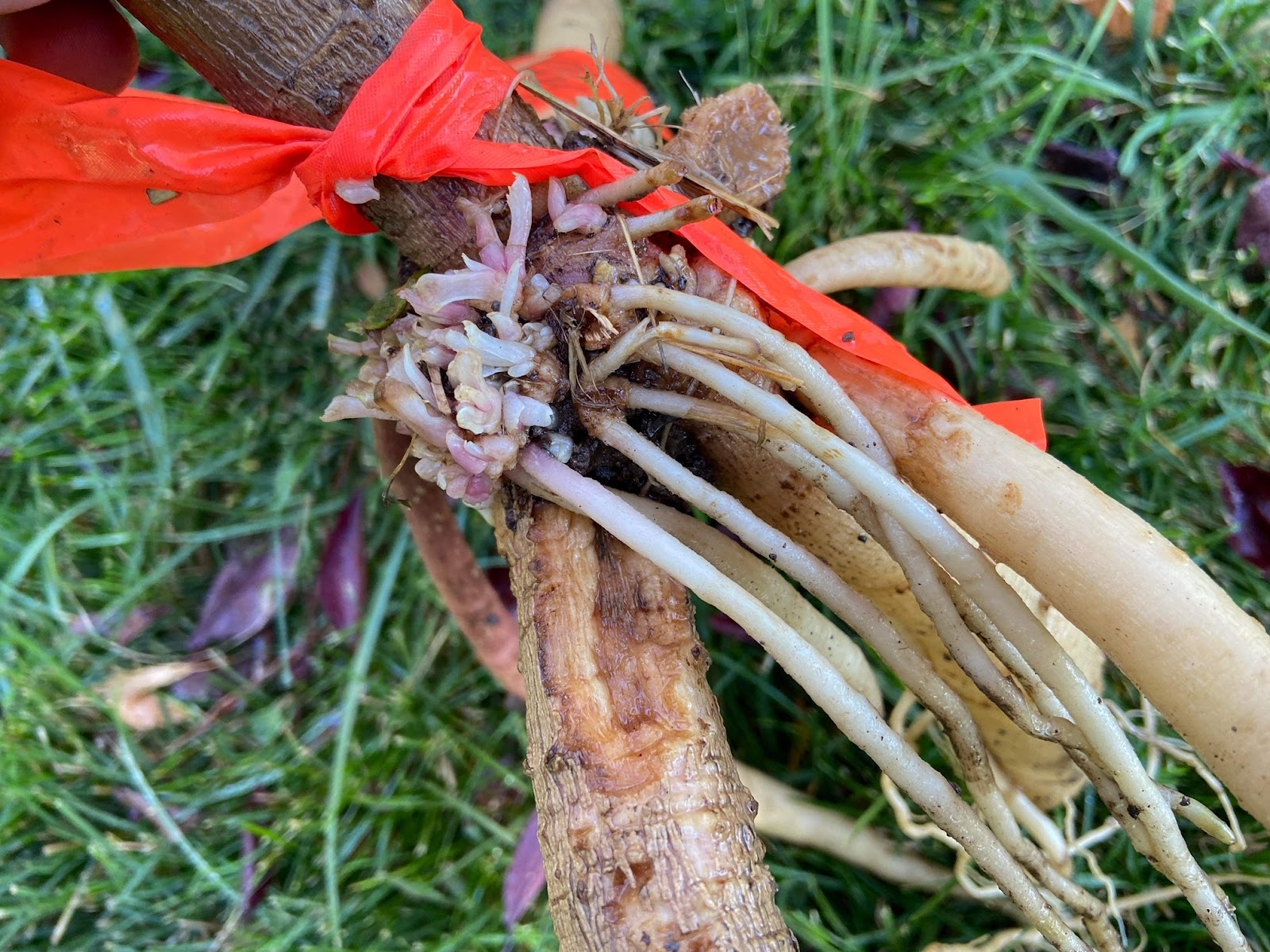 This tuber clump has 7 tiny long tubers less than a straw's width coming off a lesioned area of the plant. The lesion has dense growth, but the sprouts are not organized or growing in the fashion a normal sprout develops. 
