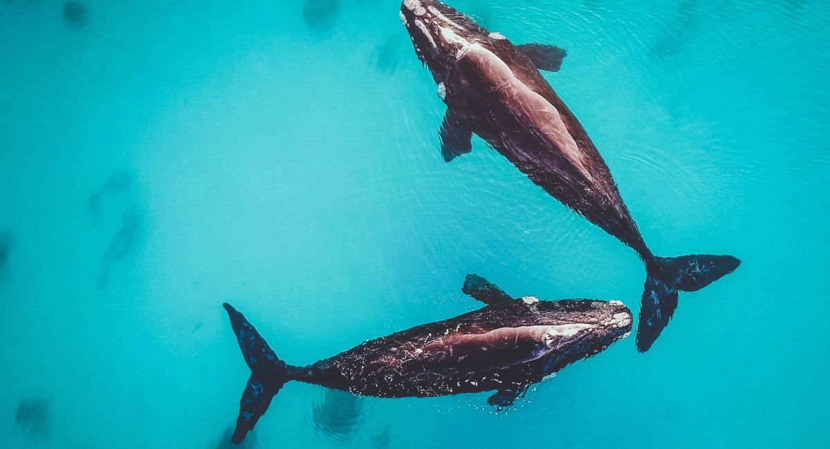 Dunsborough Western Australia Humpback whales