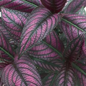 Persian Shield - Strobilanthes dyerianus