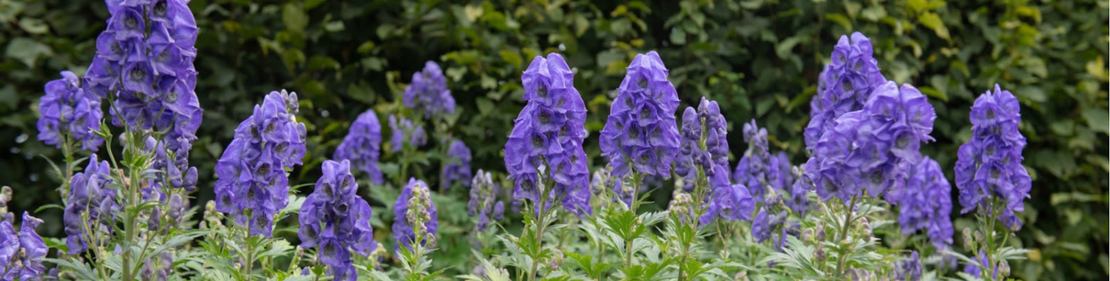Groencentrum Witmarsum | 5 planten voor een tuin in de schaduw