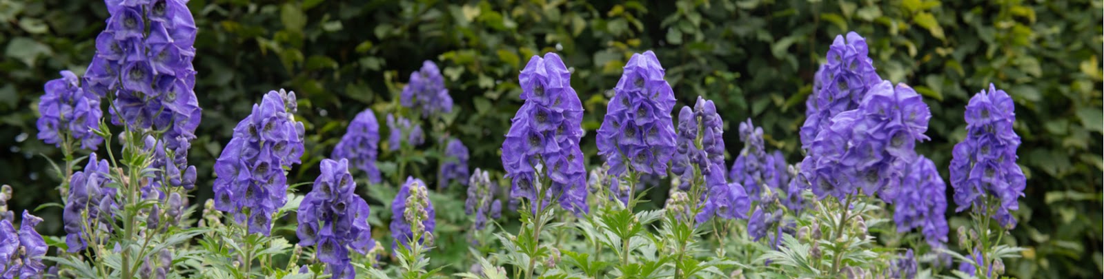 Groencentrum Witmarsum | 5 planten voor een tuin in de schaduw