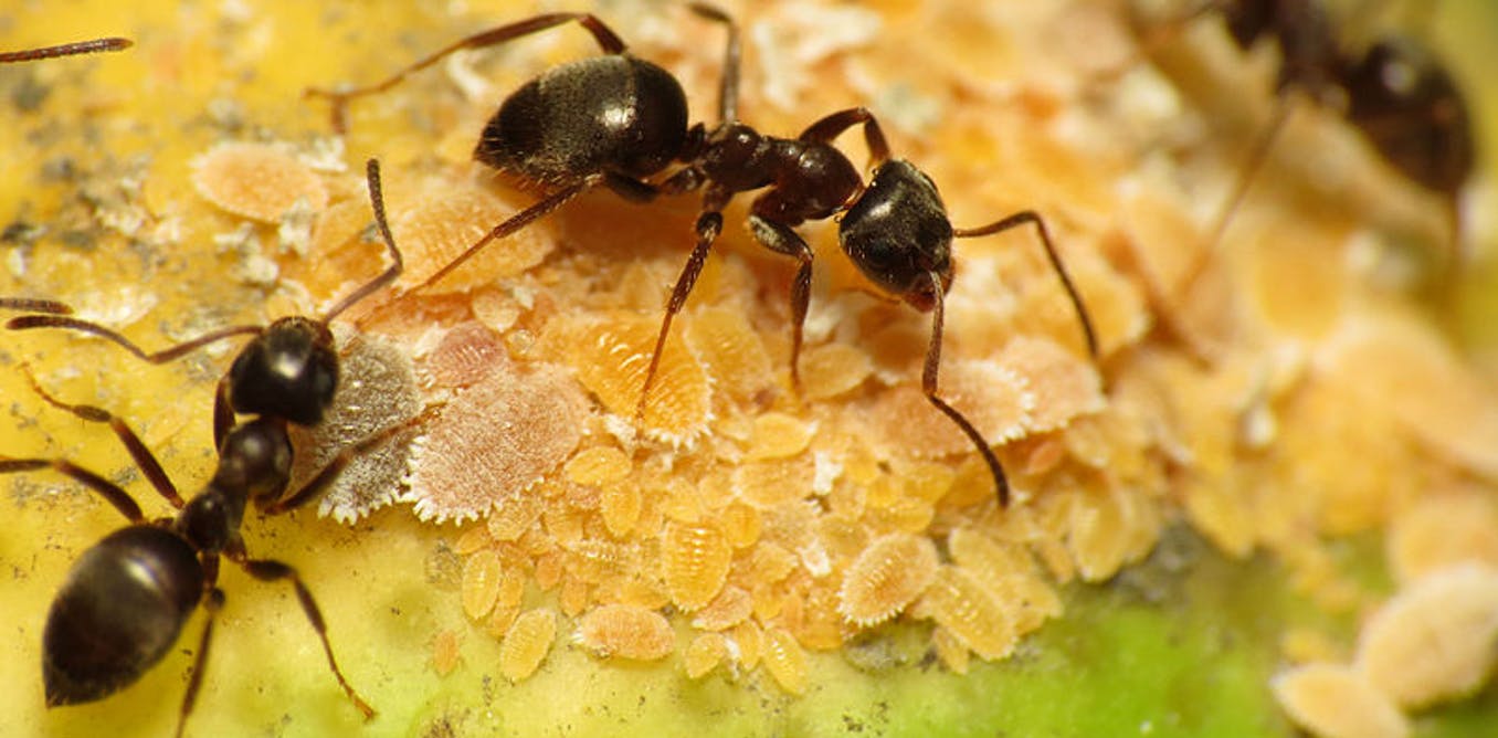 ants pest control