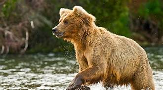 Bear In A Lake