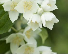 C:\Users\Mazhar Sayeed\Pictures\Jasmine Flower1.jpg