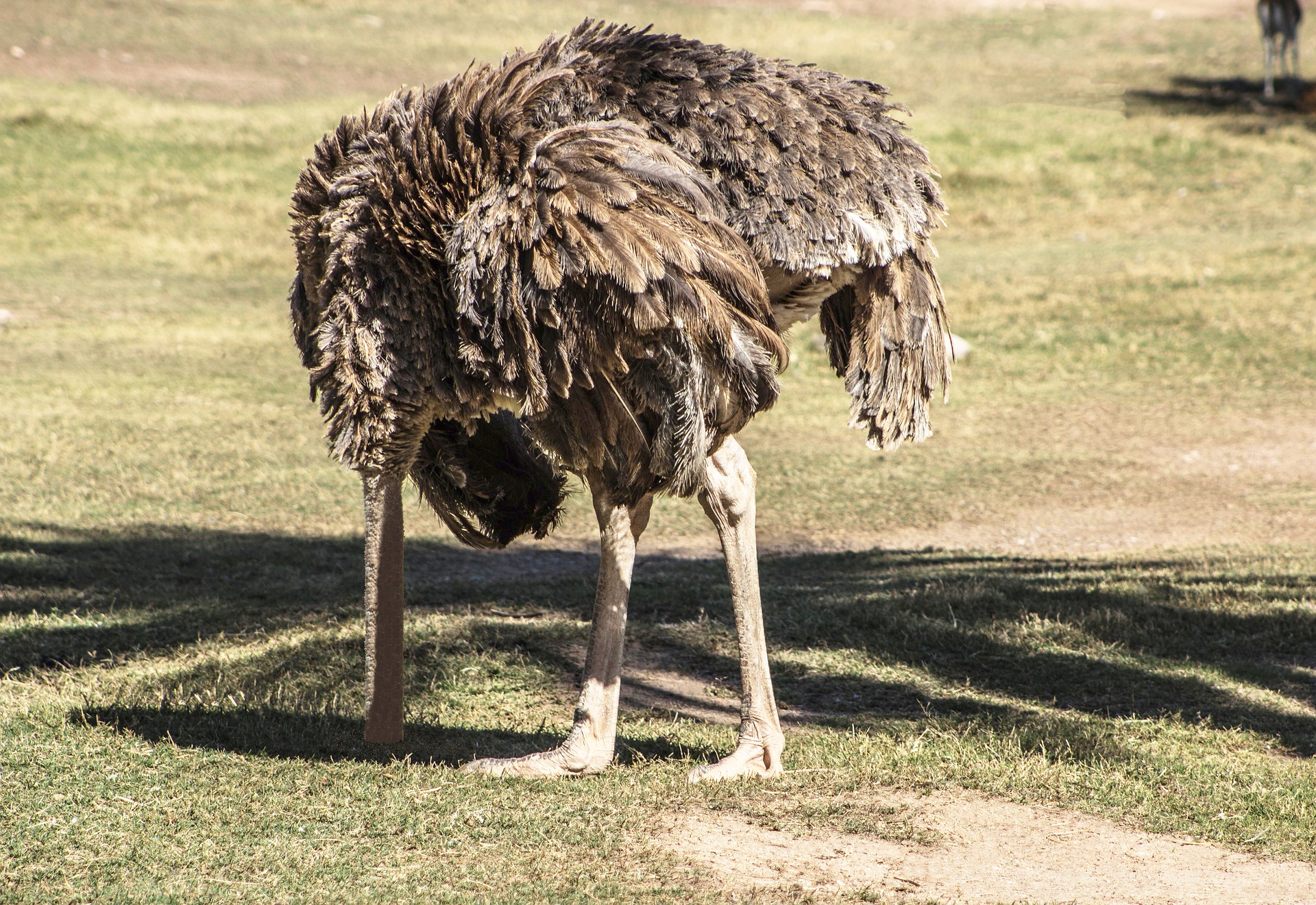 A picture of an ostrich with its head in the sand, representing the phrase "To stick/bury your head in the sand."