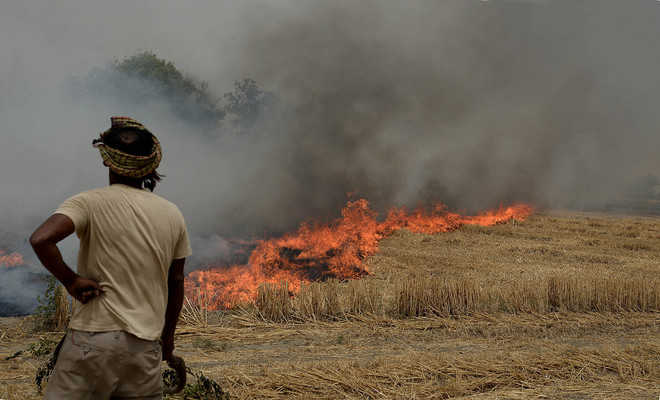 Punjab Pollution Control Board imposes total Rs 12.25 lakh fine in 460  stubble burning cases