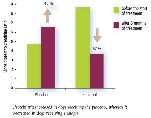 Mean value of urine protein to creatinine ratio in dogs treated with placebo or enalapril