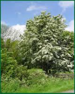 hawthorn shrub