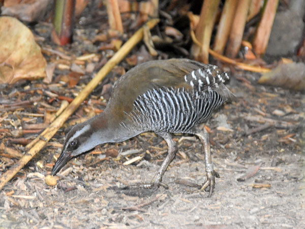 photo Guam rail / <span class='cursive'>Hypotaenidia owstoni</span> 