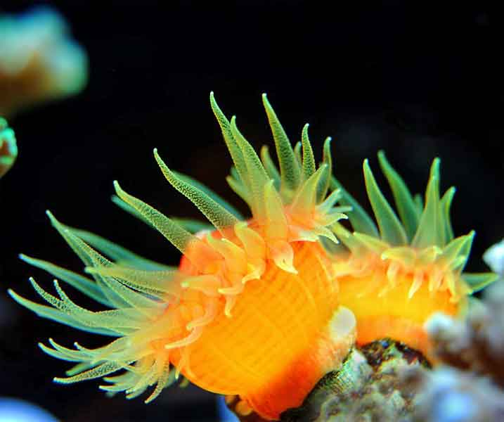 los-corales-5