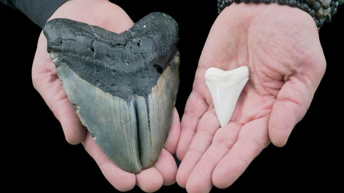 Megalodon tooth size compared to a small shark tooth.