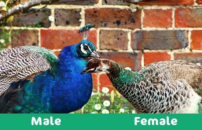 male vs female peacock visual