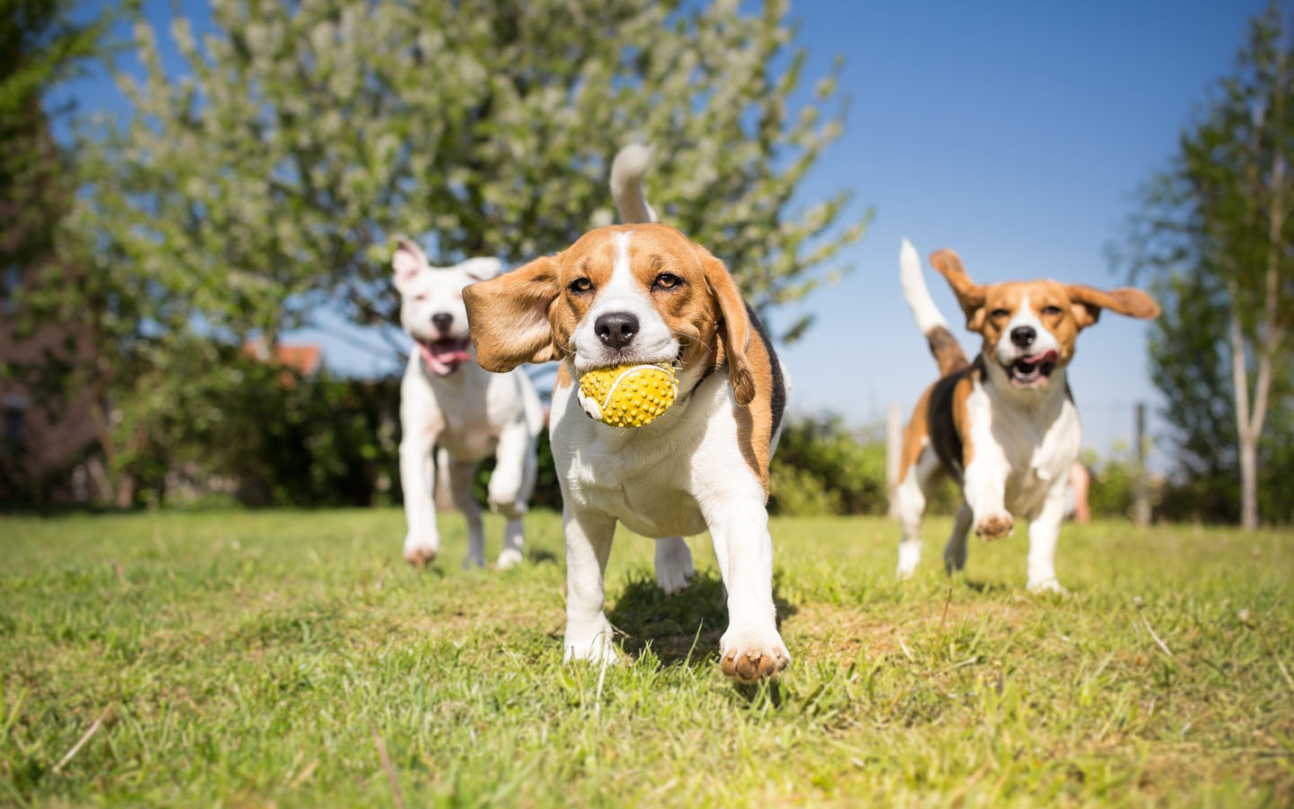 pet-friendly areas in dubai: dogs running with ball