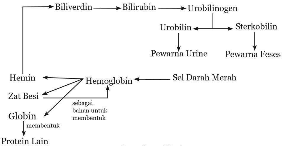 proses pemecahan eritrosit