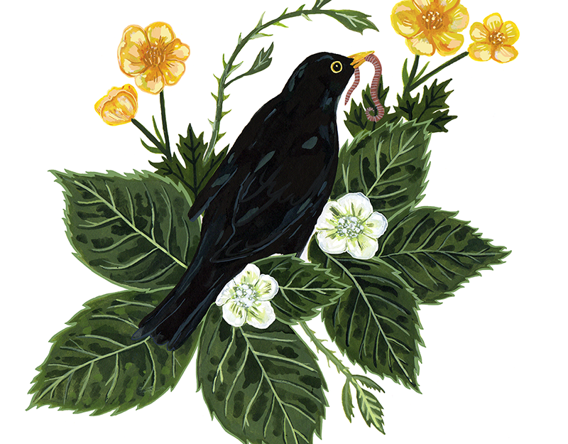 Image result for black bird illustration