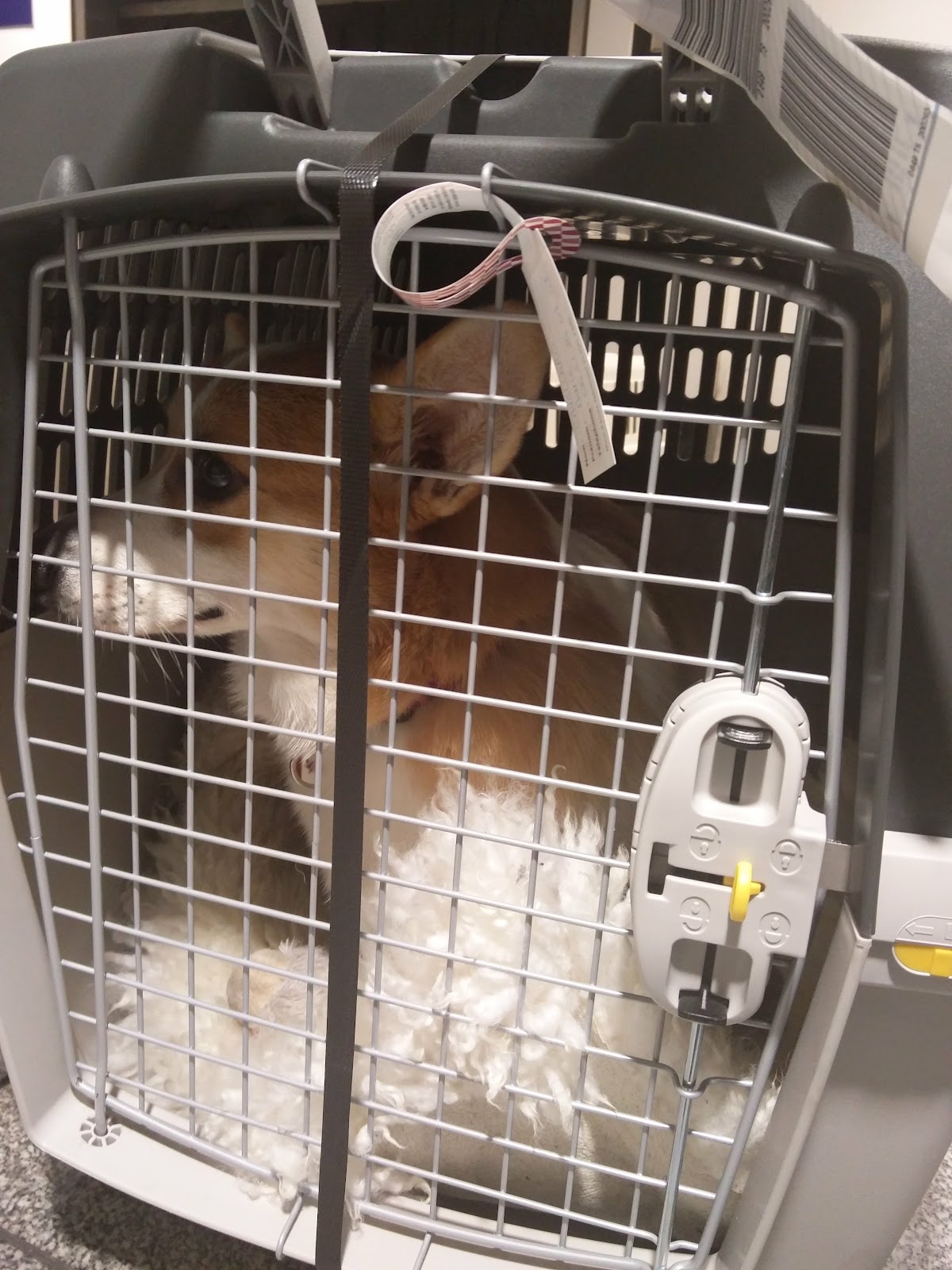 corgi in an IATA dog cage at the airport