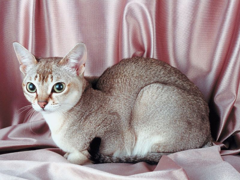 singapura-cat-breeds