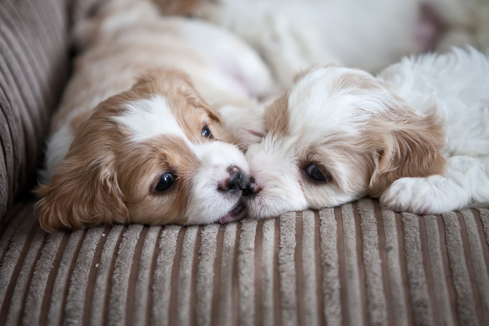 cavachon puppies laying next to each other